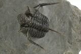 Impressive Spiny Cyphaspis Trilobite - Morocco #312721-4